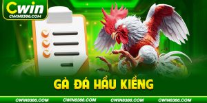 Gà Đá Hầu Kiềng